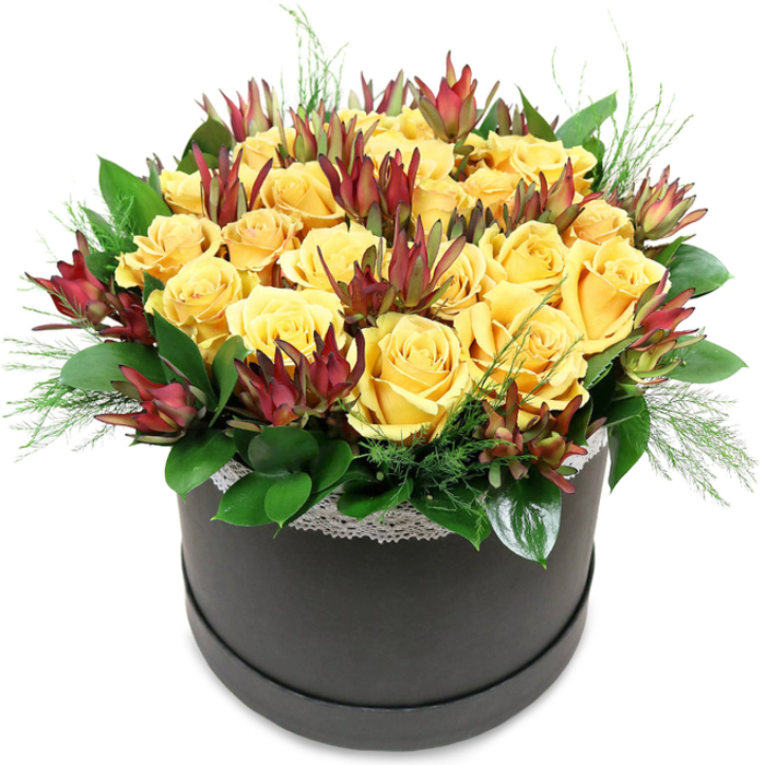 Set against a bright white background, a contemporary black round hatbox overflows with rich yellow roses and deep wine-toned leucadendron, creating the impression of a small, curated garden lifted straight onto the table. The roses dominate the design, their colour somewhere between buttercup and warm amber, each bloom layered with generous, softly curled petals that look almost touchable. Some are completely open, revealing spiralled hearts and a plush texture, while others are just beginning to unfurl, suggesting a bouquet caught at the height of its freshness. Rising among these golden blooms are the distinctive spires of Leucadendron 'Safari Sunset', their elongated bracts forming neat cones in shades of burgundy, maroon, and russet, with a muted green base that hints at their woody stems. They lend structure and a touch of drama, like slender flames flickering among sunlit clouds. Around the lower edge of the arrangement, glossy green foliage fans out, providing a dense, supportive collar that keeps the flowers lifted in a neat, dome-like profile. Here and there, fine, needle-like or feathery greenery escapes the main mass of blooms, softening the outline and giving the impression of something freshly gathered rather than rigidly formal. Just beneath the flower heads, a slim band of white lace encircles the top of the hatbox, its subtle pattern adding a delicate, almost vintage charm that contrasts with the bold, charcoal-black base. The overall mood is optimistic and refined, perfect for same-day delivery to homes and offices across Sipson-from quiet residential streets off Sipson Road to busy spots near the Bath Road-where it can serve as a bright birthday surprise, a thoughtful thank-you, or simply a radiant centrepiece that lights up a grey West London afternoon.