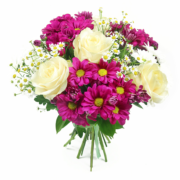 A lush mixed bouquet of roses, chrysanthemums, and dainty filler flowers is captured in sharp detail against a brilliant white background, giving it the look of a freshly finished design on a Sipson florist's display table. Dominating the composition are several large, fully opened roses in a creamy white shade with the faintest blush of pale yellow at their centres, their velvety petals forming elegant spirals that draw the eye inward. Surrounding and weaving between these roses are abundant fuchsia-magenta chrysanthemums, often called mums, whose many narrow petals radiate around bright yellow to yellow-green centres, creating a lively burst of intense colour. Scattered throughout the bouquet are clusters of tiny white daisies that resemble chamomile or feverfew, each small bloom made up of fine white petals circling a sunny yellow disc, adding a light, airy texture and a charming, almost wildflower quality. Deep, glossy green foliage-rose leaves with serrated edges and broader chrysanthemum leaves-fills out the base and sides, providing structure and a rich backdrop that makes the pinks and creams appear even more vivid. The gathered stems are clearly visible at the bottom, held firmly together with a green and white gingham ribbon tied neatly, suggesting a hand-crafted, country-inspired style that would feel at home in a cosy Sipson kitchen or living room. Bright, even lighting reveals the freshness of the petals and the subtle shadows between blooms, enhancing their depth and natural form. This bouquet conveys warmth, joy, and heartfelt thoughtfulness, ideal for birthdays, thank-you gifts, or welcoming someone home in the Sipson area with a flourish of colour and fragrance.