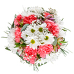 Designed with the vibrant renewal of Sipson's springtime in mind, this bouquet is a radiant gathering of textures, colours, and fragrant possibilities. At its center, pristine white daisies with chartreuse centers unfurl with an effortless charm, their presence uplifting as an April sunrise over Bath Road's blossoming verges. Entwined among the daisies, coral-pink carnations fan out in plush, inviting waves, each ruffle dappled by the gentle light that fills a Sipson morning. Wisps of delicate gypsophila are scattered like early dew, bringing a gauzy softness that ties the arrangement together. Subtle hints of unopened alstroemeria peaks through the foliage-petals streaked in deep pink and lilac, hinting at celebrations yet to unfold. Framing and supporting these blooms, rich eucalyptus and deep emerald greens offer a grounding freshness that feels like a breath of garden air from behind a classic brick Sipson cottage. The bouquet's circular balance and full shape reflect the area's enduring sense of harmony and welcome, handcrafted by Flower Delivery Sipson's locally rooted team. Designed for life's happiest occasions or a spontaneous gesture of cheer, each bloom whispers of gratitude and celebration. Whether gracing a breakfast nook, welcoming guests into a living room, or standing as a heartfelt gift delivered across Sipson and Harmondsworth, this arrangement radiates the optimism, thoughtfulness, and artistry of the area's best florists.