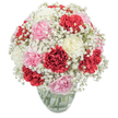 Capturing the gentle spirit of Sipson and the artistry of its florists, this bouquet radiates joy and warmth in every carefully chosen detail. Carnations in passionate scarlet, soft petal pink, and creamy white tumble together in a plush, rounded gathering, their ruffled petals full of life and movement. Nestled between each bloom, a cascade of snowy baby's breath (Gypsophila) threads gracefully throughout, creating mist-like pockets of lightness and a serene, floating quality that softens and enhances the vibrancy of the carnations. The arrangement sits within a clear glass vase, revealing sturdy green stems and pure water at its core-a testament to the freshness and care found in every bouquet prepared here in Sipson. The display, lit by bright natural light, stands sharply outlined against a flawless white background, making its colours and textures even more inviting. One can almost sense the subtle, spicy-sweet fragrance and the playful elegance this bouquet would bring to a family home on Bath Road, a local birthday celebration, or a thoughtful 'thank you' gift. Designed for either grand occasions or everyday cheer, its balance and rounded artistry reflect the pride and experience of Sipson's talented florists, ensuring that each delivery brightens both home and heart.