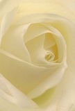 Let yourself be drawn into the quiet embrace of this cream-white rose, its soft petals unfurling as if touched by the gentle morning mist that sometimes settles over the gardens of Sipson. Every ivory fold invites the imagination to wander along delicate textures and subtle curves-so light and airy, you can almost feel the coolness of dew beneath your fingertips. The lighting is subtle and warm, creating gentle shadows that play within the depths of each petal, adding a sense of peaceful drama. This rose evokes the calm and comfort that we find in Sipson's close-knit community, making it an ideal bloom for moments of heartfelt sympathy, sincere admiration, or the celebration of new beginnings. There's a whisper of sweet, understated fragrance in the air-a reminder of the wild roses found along Heathrow's edge and nearby orchards. Crafted by skilled local florists, every detail of the arrangement speaks to care, intention, and emotional artistry, ensuring that this flower becomes much more than a blossom-it becomes a memory, cherished and renewed with each glance.